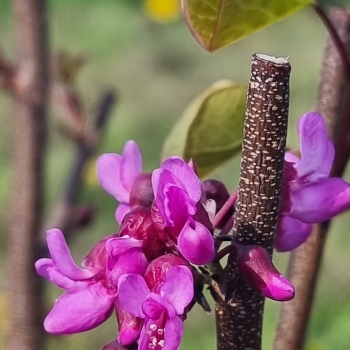Cercis - griffithii - Blue Lagoon - RAFMAR1
