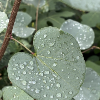 Cercis - griffithii - Blue Lagoon - RAFMAR1