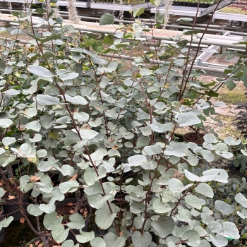 Cercis - griffithii - Blue Lagoon - RAFMAR1