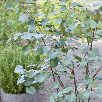 Cercis - griffithii - Blue Lagoon - RAFMAR1