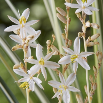 Chlorophytum - saundersiae - Starlight - COV