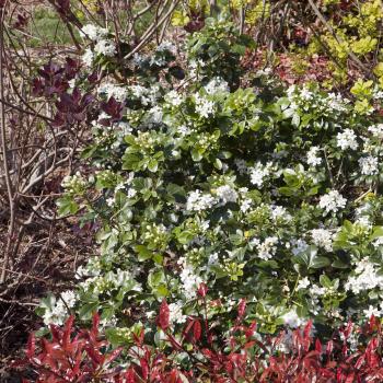 Choisya - ternata - Walberton's® Moonshine - Walcho