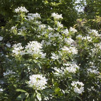 Choisya - ternata - Walberton's® Moonshine - Walcho