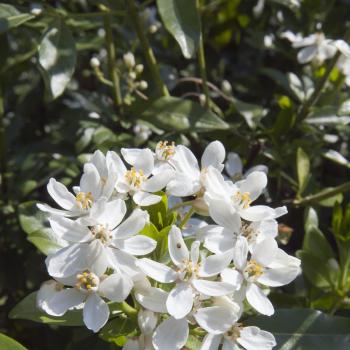 Choisya - ternata - Walberton's® Moonshine - Walcho