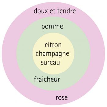 Rosa - hybride - Duchesse Christiana® / La Belle Rouet - Korgeowin