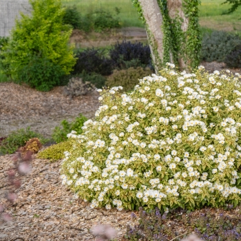 Cistus - × corbariensis - Little Miss Sunshine - Dunnecis