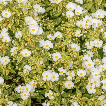 Cistus - × corbariensis - Little Miss Sunshine - Dunnecis