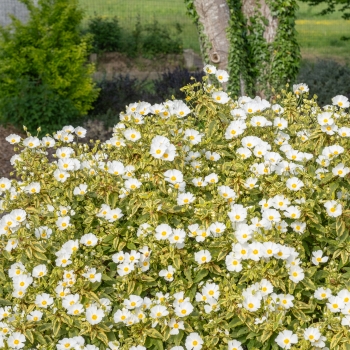 Cistus - × corbariensis - Little Miss Sunshine - Dunnecis