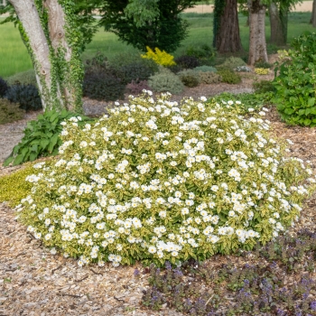 Cistus - × corbariensis - Little Miss Sunshine - Dunnecis
