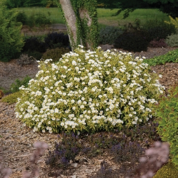 Cistus - × corbariensis - Little Miss Sunshine - Dunnecis