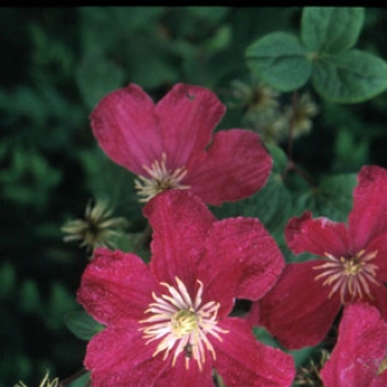 Clematis - hybride - Barbara Harrington - COV