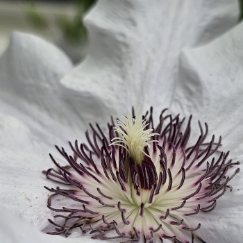 Clematis - hybride - Eliza - EviGsy158