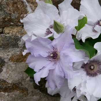 Clematis - hybride - Eliza - EviGsy158