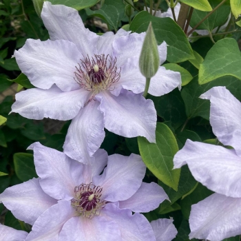Clematis - hybride - Eliza - EviGsy158