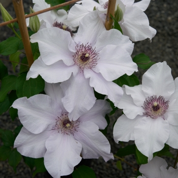 Clematis - hybride - Eliza - EviGsy158