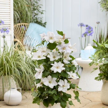 Clematis - hybride - Guernsey Flute - EviGsy153