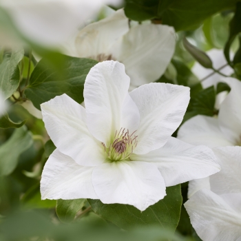 Clematis - hybride - Guernsey Flute - EviGsy153