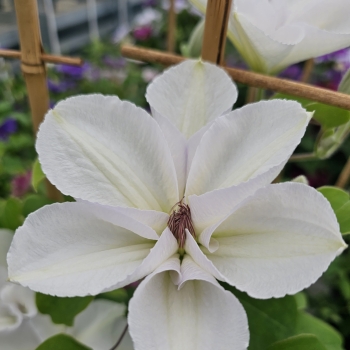 Clematis - hybride - Guernsey Flute - EviGsy153