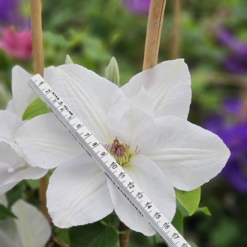Clematis - hybride - Guernsey Flute - EviGsy153