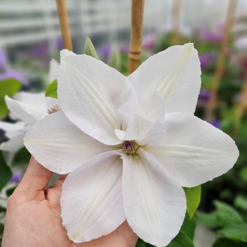 Clematis - hybride - Guernsey Flute - EviGsy153