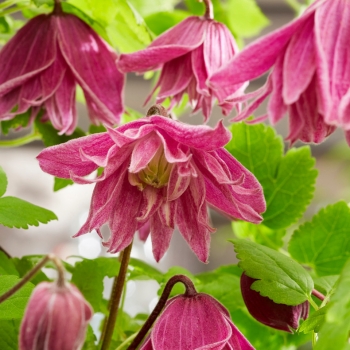 Clematis - alpina - Imke - COV