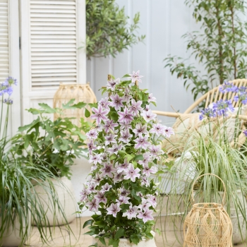 Clematis - hybride - Ithemba - EviGsy157