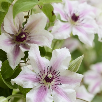 Clematis - hybride - Ithemba - EviGsy157