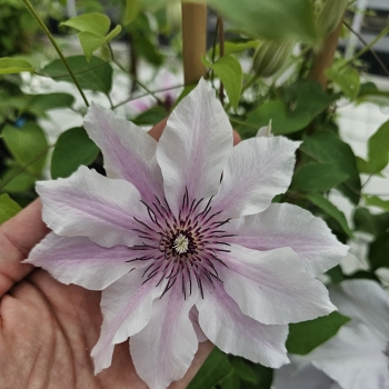 Clematis - hybride - Ithemba - EviGsy157