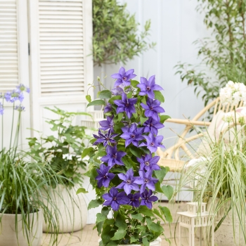 Clematis - hybride - Lindsay - EviGsy152