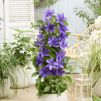 Clematis - hybride - Lindsay - EviGsy152