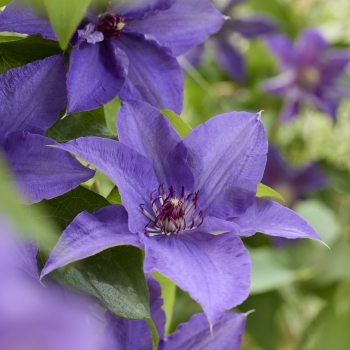 Clematis - hybride - Lindsay - EviGsy152