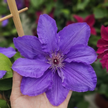 Clematis - hybride - Lindsay - EviGsy152