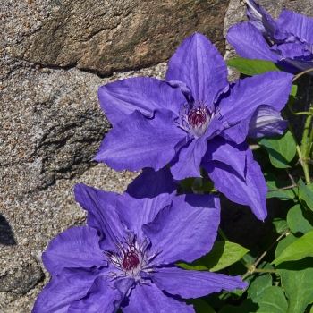 Clematis - hybride - Lindsay - EviGsy152