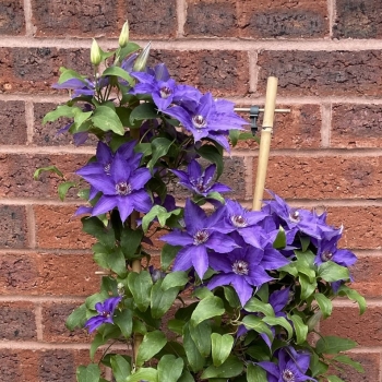Clematis - hybride - Lindsay - EviGsy152