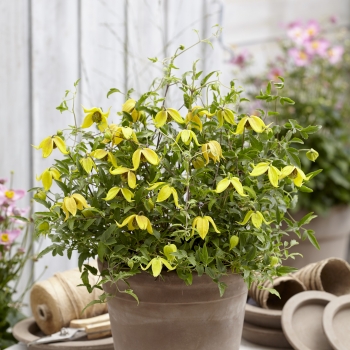 Clematis - hybride - Little Lemons - Zo14100