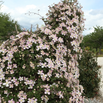 Clematis - montana - Pink Giant Star - Red