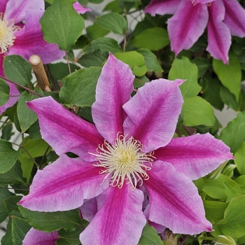 Clematis - hybride - Queen's Nurse - EviGsy159