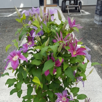 Clematis - hybride - Queen's Nurse - EviGsy159