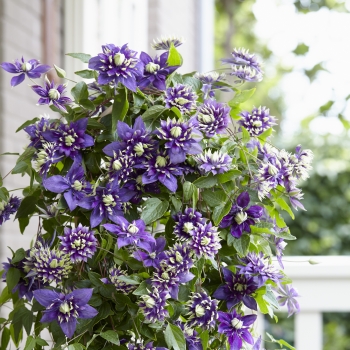 Clematis - florida - Taiga - COV