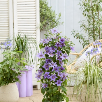 Clematis - hybride - Tumaini - EviGsy151