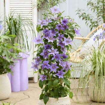 Clematis - hybride - Tumaini - EviGsy151
