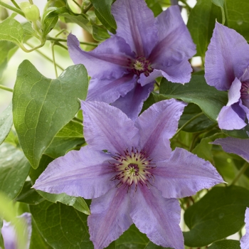 Clematis - hybride - Tumaini - EviGsy151