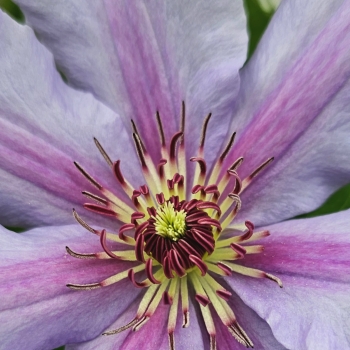 Clematis - hybride - Tumaini - EviGsy151