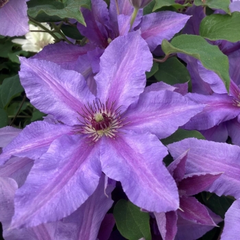 Clematis - hybride - Tumaini - EviGsy151