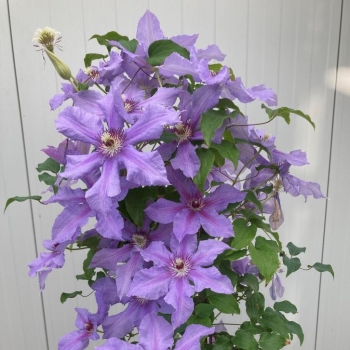 Clematis - hybride - Tumaini - EviGsy151