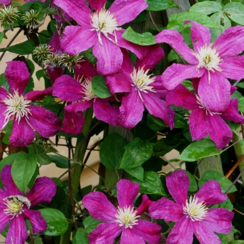 Clematis - hybride - Barbara Harrington - COV