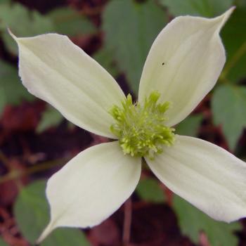 Clematis - montana - Doctor Penelope - COV
