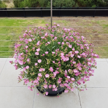 Convolvulus - hybride - Rosa Bella - NATCVVS10