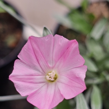 Convolvulus - hybride - Rosa Bella - NATCVVS10