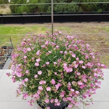 Convolvulus - hybride - Rosa Bella - NATCVVS10